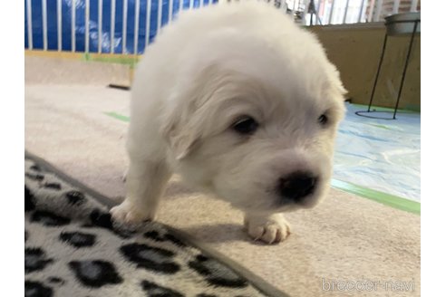 成約済の千葉県のグレートピレニーズ-359423の19枚目
